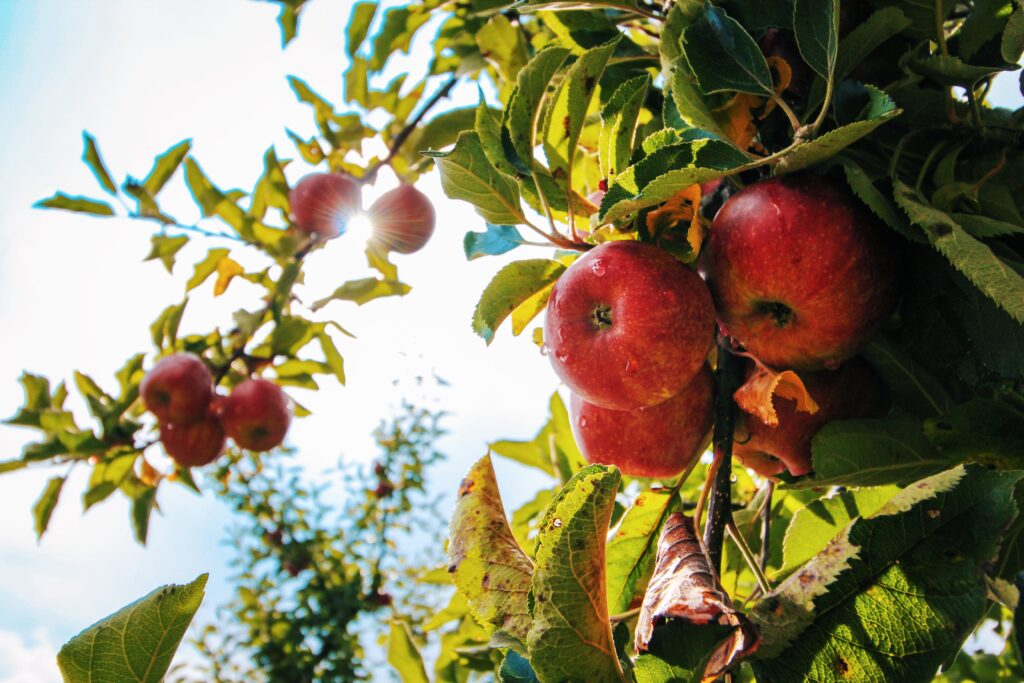 manzanas para sidra en arbol