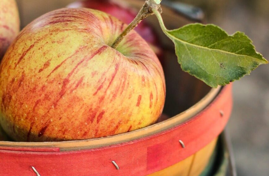 cubo de manzanas para un escanciador de sidra eléctrico