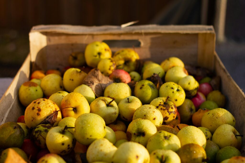 variedades de manzana para la sidra seca